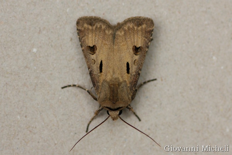 Agrotis exclamationis